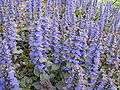 Ajuga reptans1.jpg