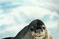 Antarctic, Leopard Seal (js) 32.jpg