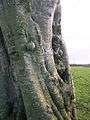 Beech bark burrs and canker.JPG