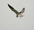 Black-shouldered Kite (Elanus caerculeus)- Hovering near Hodal I Picture 2201.jpg