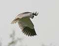 Black-shouldered Kite (Elanus caerculeus) Im Picture 2184.jpg