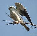 Black shouldered Kite I2w IMG 9890.jpg