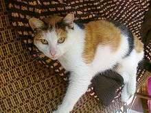 Calico cat