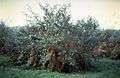 Cardinal Elaeagnus umbellata 1977.jpg