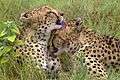 Cheetah Brothers AdF.jpg