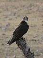 Falco biarmicus Etosha.jpg