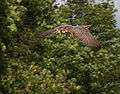 Falco biarmicus dive.jpg