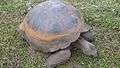 Galápagos tortoise - Chelonoidis nigra on the Santa Cruz Island - Galapagos.jpeg