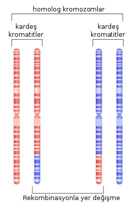 kromozom 1, mayoz sırasında homolog rekombinasyon geçirdikten sonra