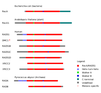 Canlıların her üstaleminden proteinleri gösteren bir çizim, her proteindeki homolog bölgeler renkli gösterilmiş.