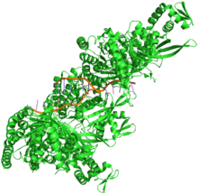 Aynı proteinin iki molekülü, iki iplikli DNA'ya bağlanmışlar. DNA'nın iki ipliği de kırık. Kırık düzgün değil: Kırığın iki tarafındaki ipilikçikler örtüşüyorlar.