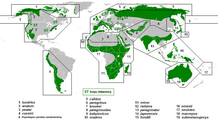 Dünya haritası üzerinde yeşil birçok kıtanın üzerinde görülmekte ancak soyu tükenmiş anlamına gelen ST ile işaretlenmiş birçok boş gri alanda bulunmaktadır.