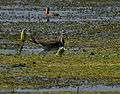 Pheasant-tailed Jacana (Hydrophasianus chirurgus) in Kolleru, AP W IMG 3871.jpg