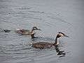 Podiceps cristatus adult and young.jpg