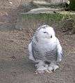 Snowy Owl (Zwoenitzer).jpg